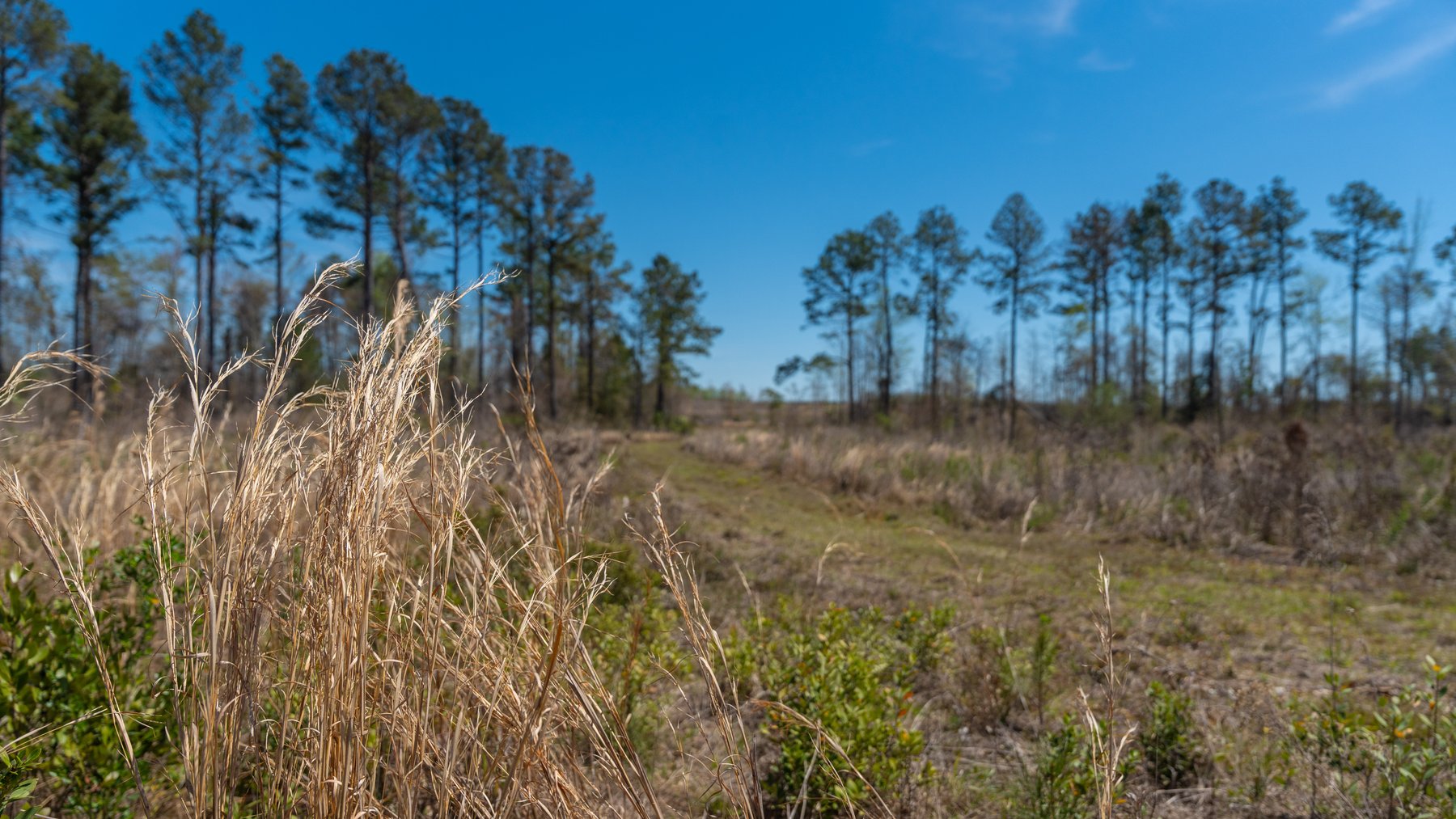 Image for The Sugar Creek Tract - Premier Hunting & Investment Opportunity - 252+/- Acres in Dodge County, Georgia