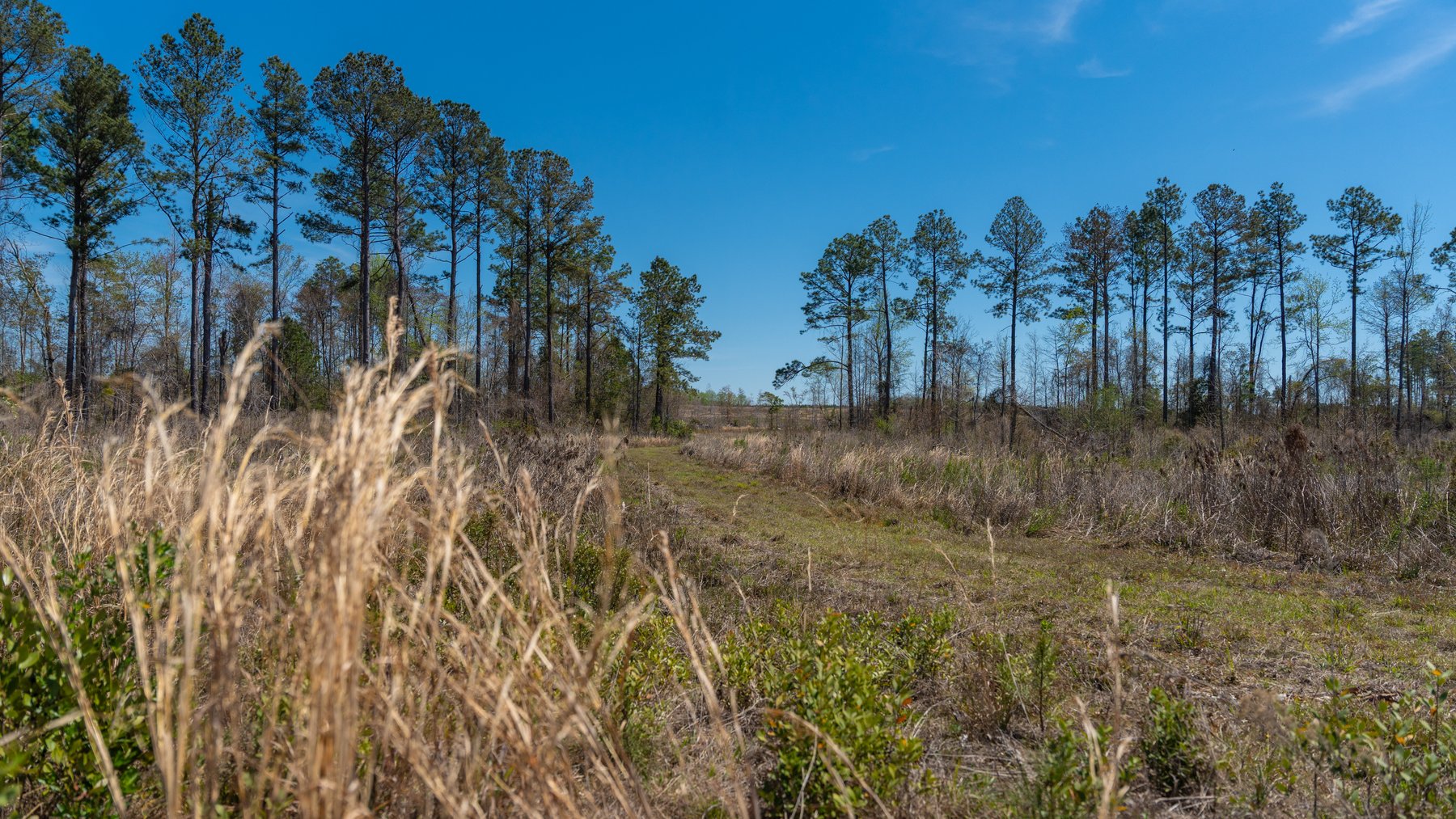 Image for The Sugar Creek Tract - Premier Hunting & Investment Opportunity - 252+/- Acres in Dodge County, Georgia