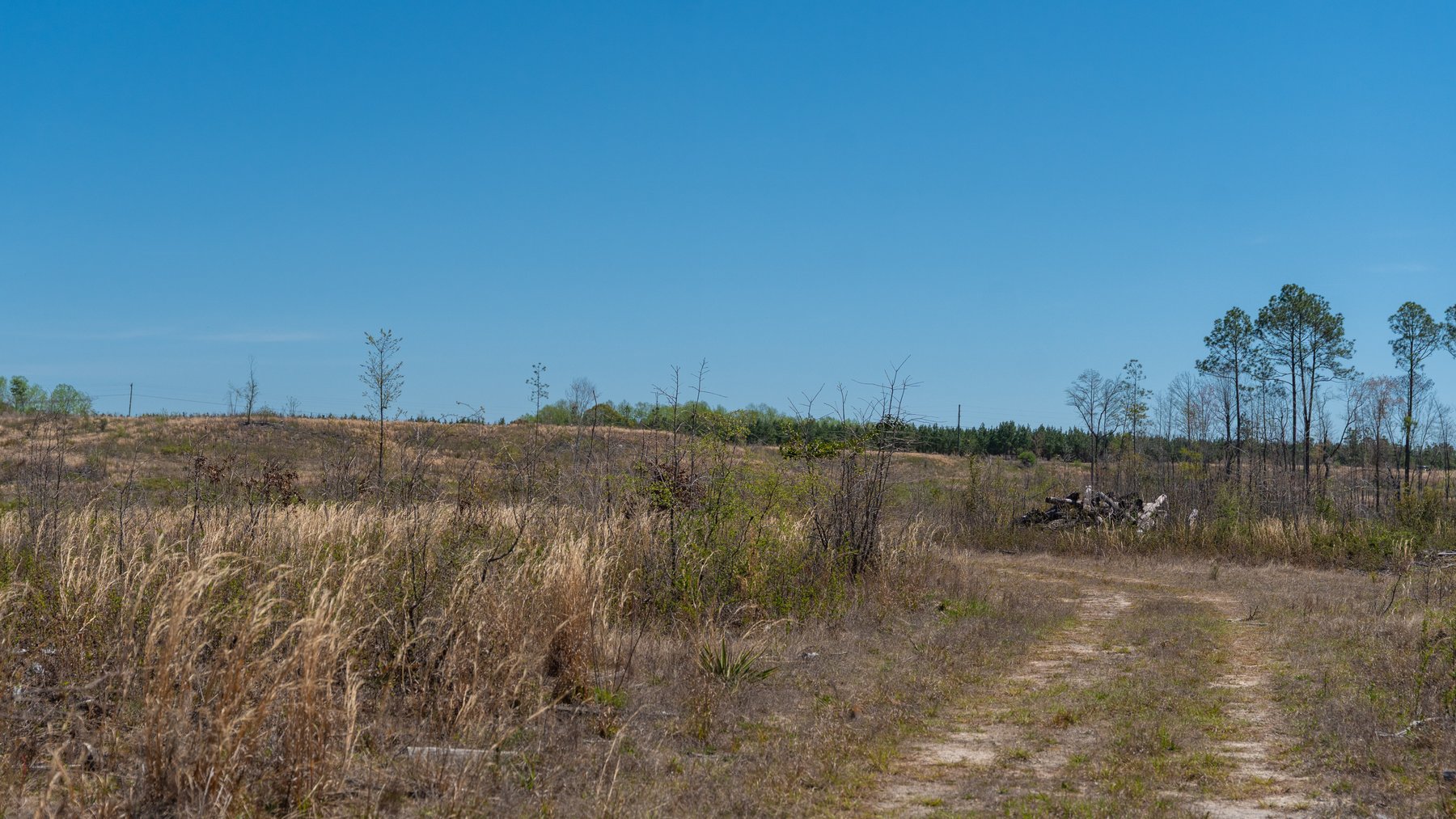 Image for The Sugar Creek Tract - Premier Hunting & Investment Opportunity - 252+/- Acres in Dodge County, Georgia