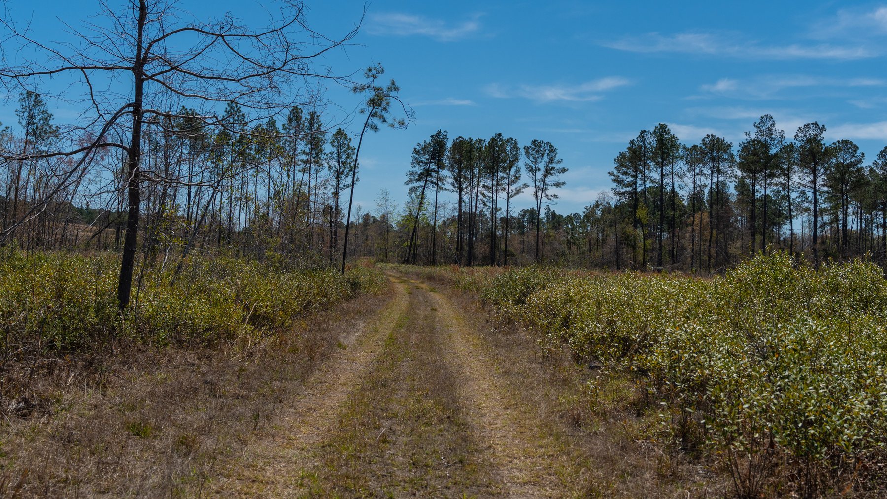 Image for The Sugar Creek Tract - Premier Hunting & Investment Opportunity - 252+/- Acres in Dodge County, Georgia