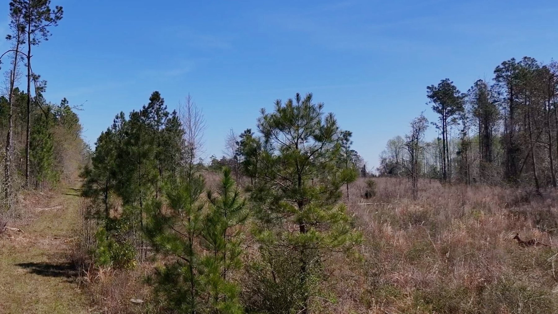 Image for The Sugar Creek Tract - Premier Hunting & Investment Opportunity - 252+/- Acres in Dodge County, Georgia