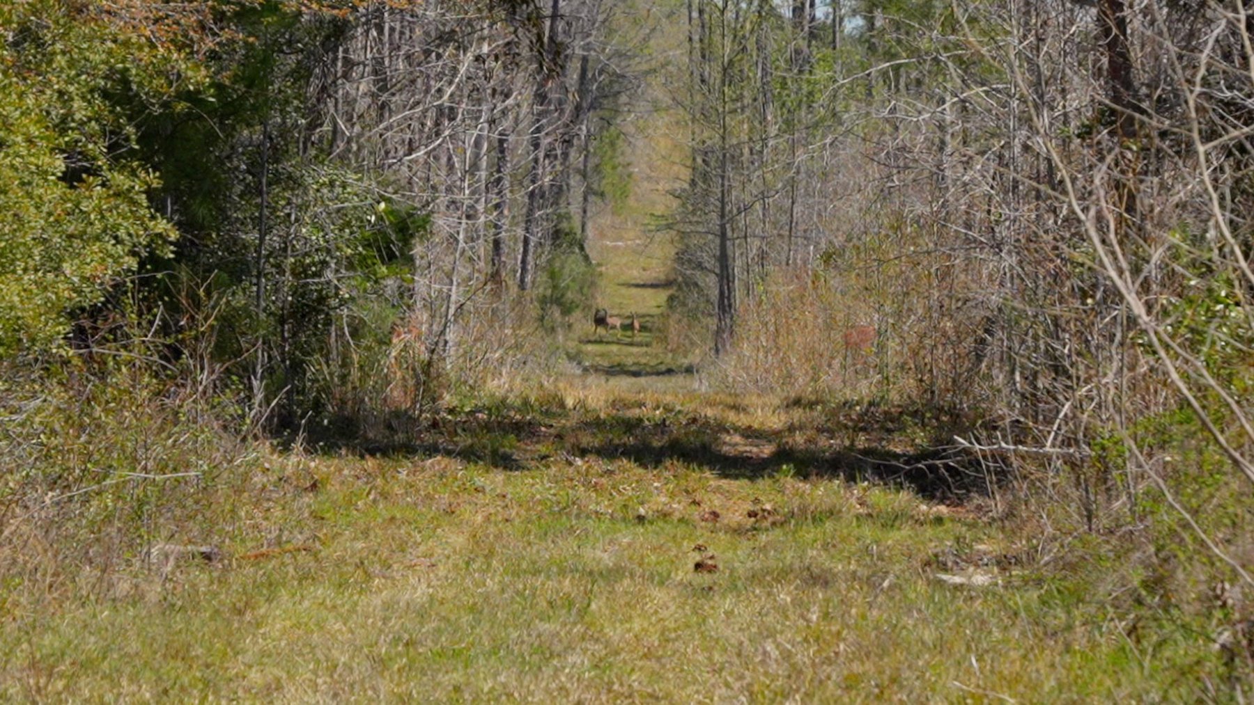 Image for The Sugar Creek Tract - Premier Hunting & Investment Opportunity - 252+/- Acres in Dodge County, Georgia