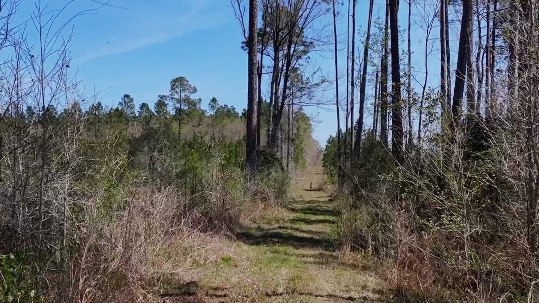 Image for The Sugar Creek Tract - Premier Hunting & Investment Opportunity - 252+/- Acres in Dodge County, Georgia