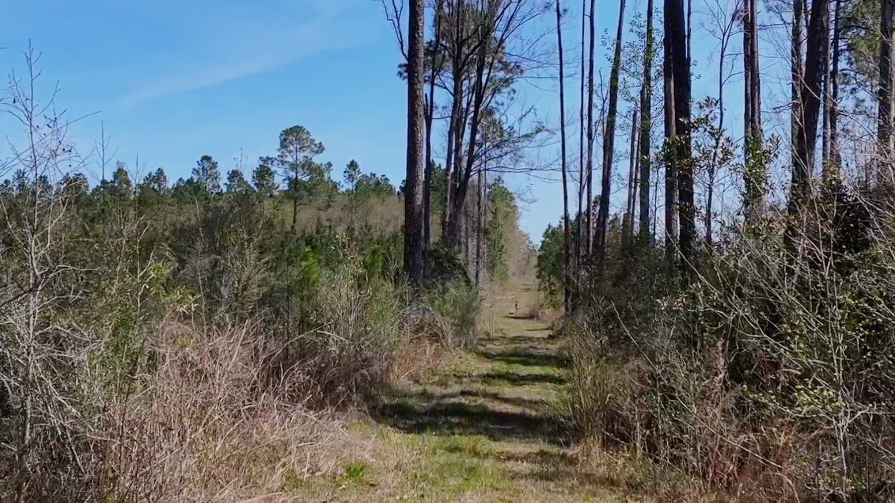 Image for The Sugar Creek Tract - Premier Hunting & Investment Opportunity - 252+/- Acres in Dodge County, Georgia