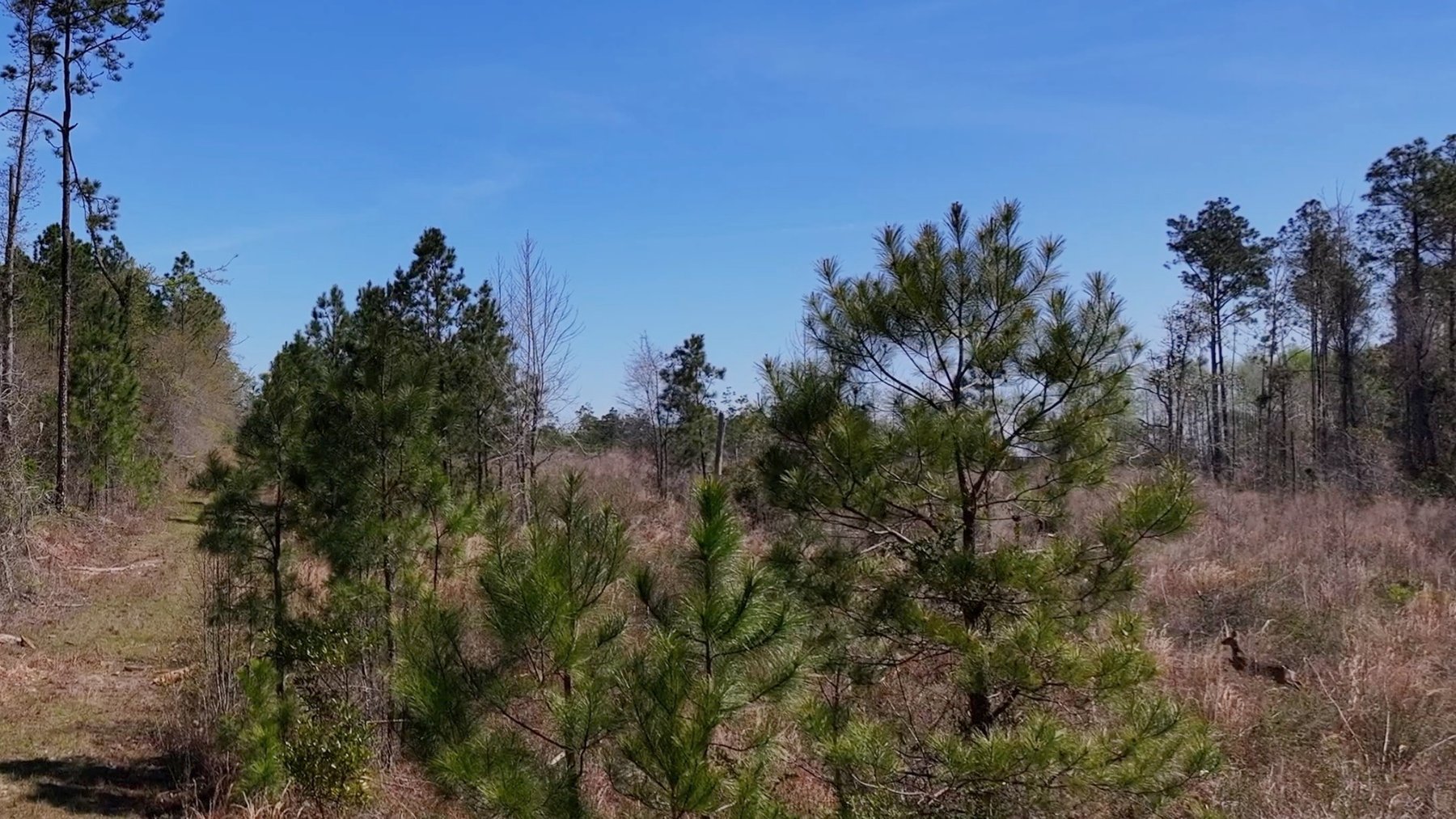 Image for The Sugar Creek Tract - Premier Hunting & Investment Opportunity - 252+/- Acres in Dodge County, Georgia