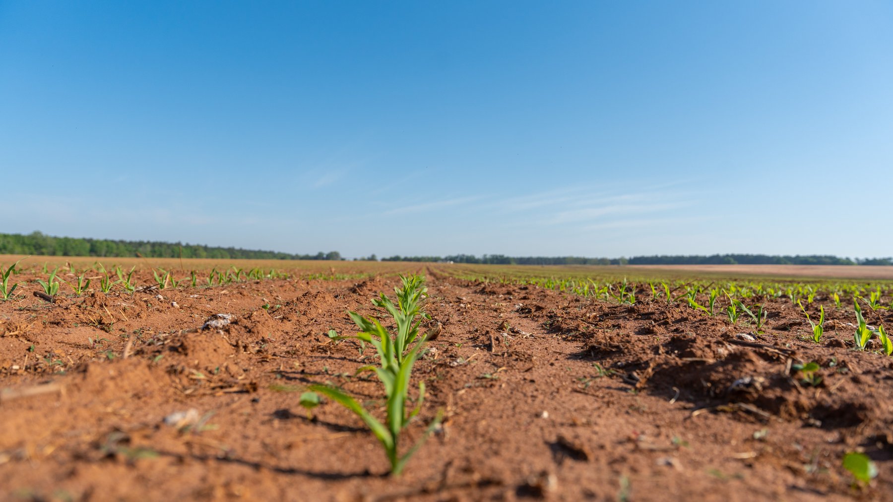 Image for Land Auction - 148+/- Total Acres - Irrigated Row Crop Farm