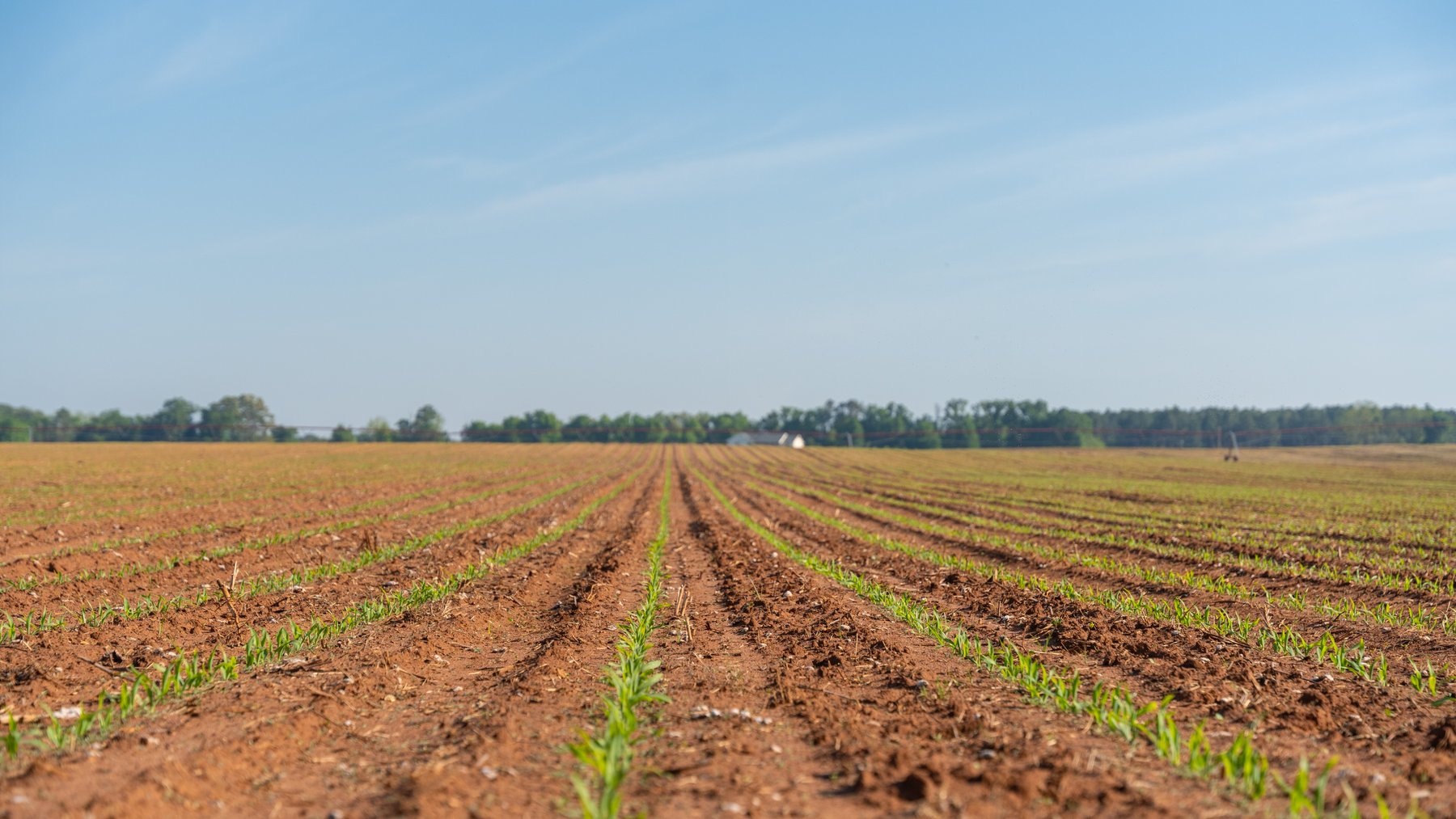 Image for Land Auction - 148+/- Total Acres - Irrigated Row Crop Farm