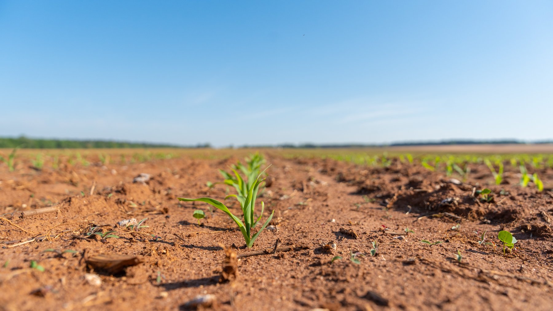 Image for Land Auction - 148+/- Total Acres - Irrigated Row Crop Farm