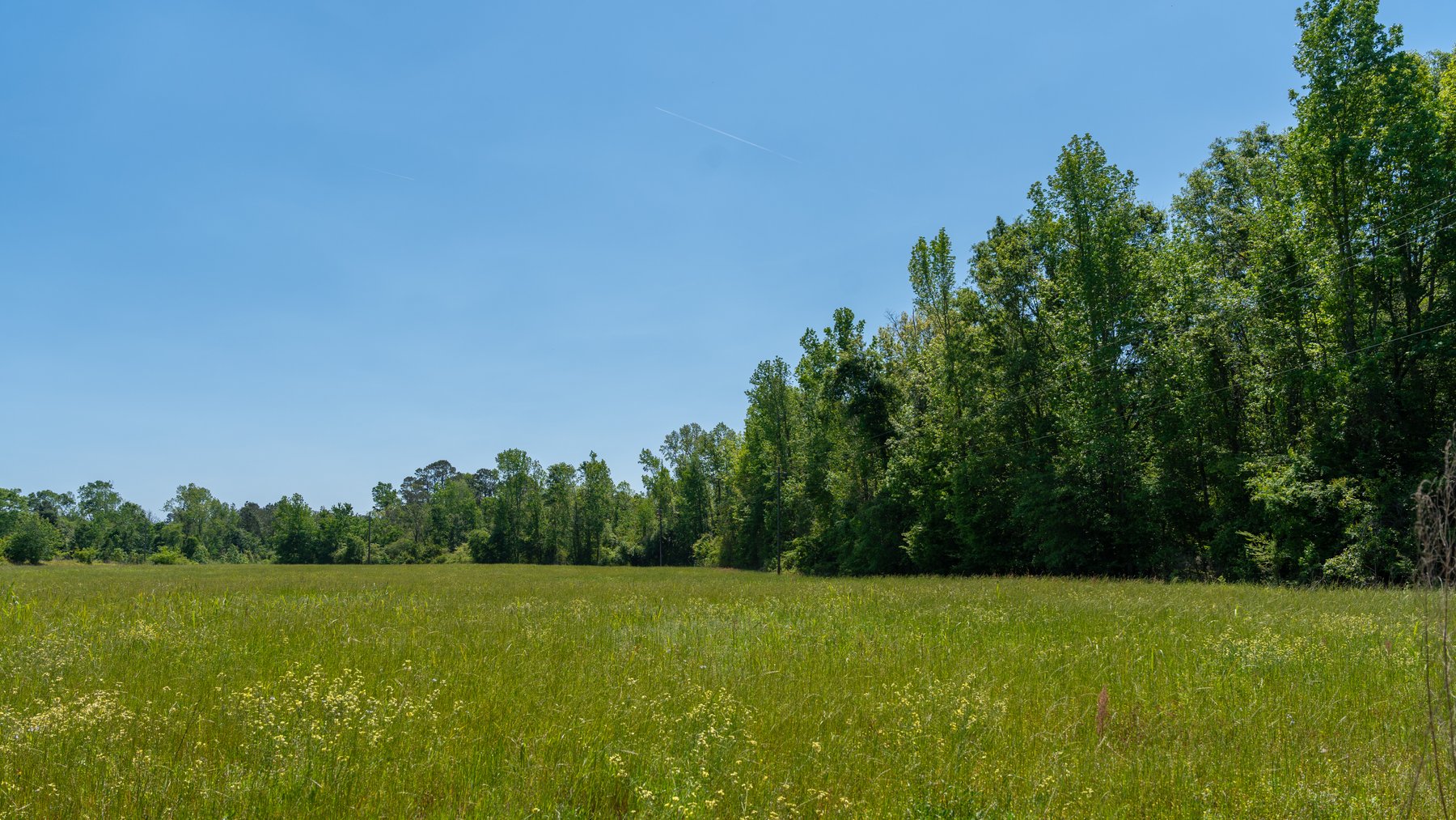 Image for 165+/- Acres - Exceptional Hunting Tract - Timber Investment Opportunity - Williamson Swamp Creek Frontage