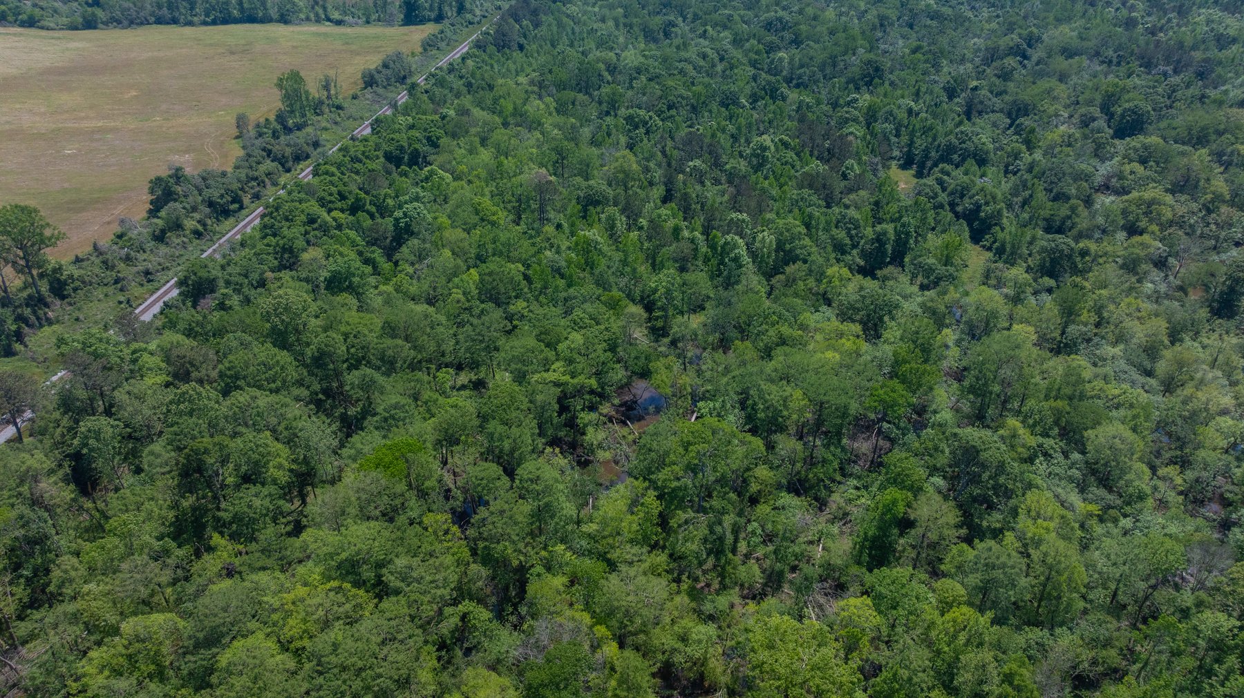 Image for 165+/- Acres - Exceptional Hunting Tract - Timber Investment Opportunity - Williamson Swamp Creek Frontage
