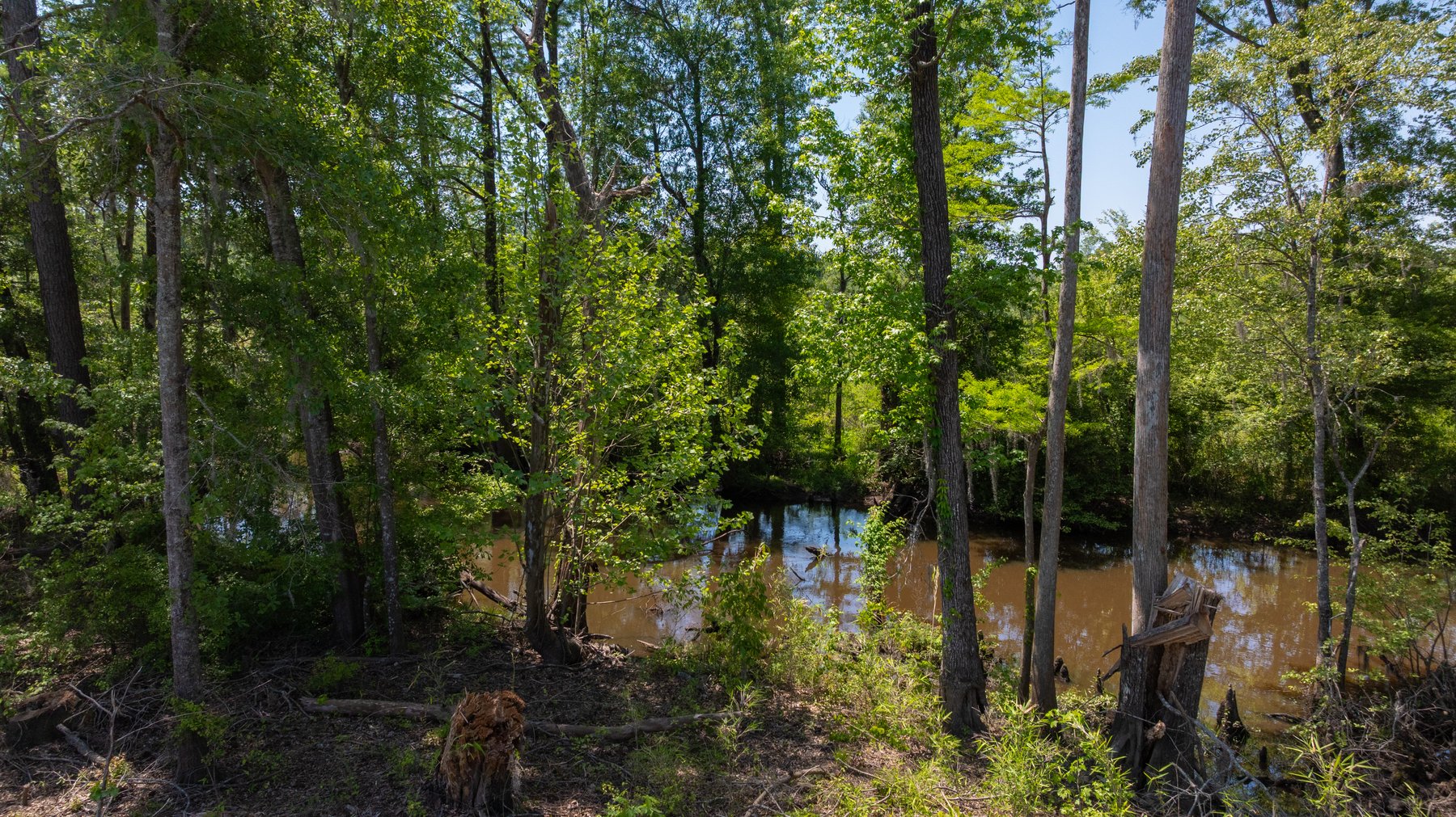 Image for 165+/- Acres - Exceptional Hunting Tract - Timber Investment Opportunity - Williamson Swamp Creek Frontage