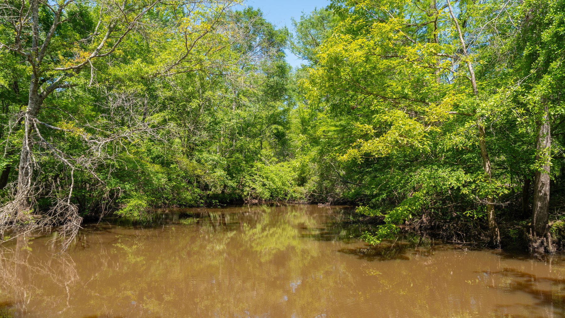 Image for 165+/- Acres - Exceptional Hunting Tract - Timber Investment Opportunity - Williamson Swamp Creek Frontage