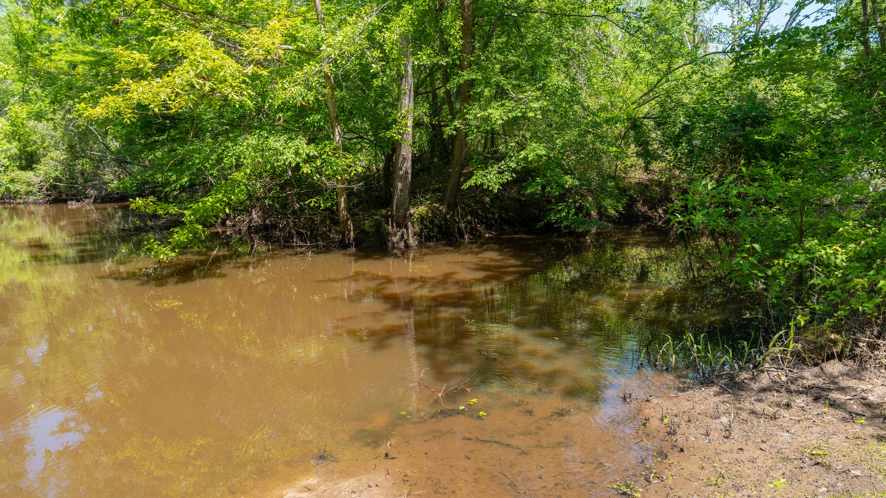 Image for 165+/- Acres - Exceptional Hunting Tract - Timber Investment Opportunity - Williamson Swamp Creek Frontage