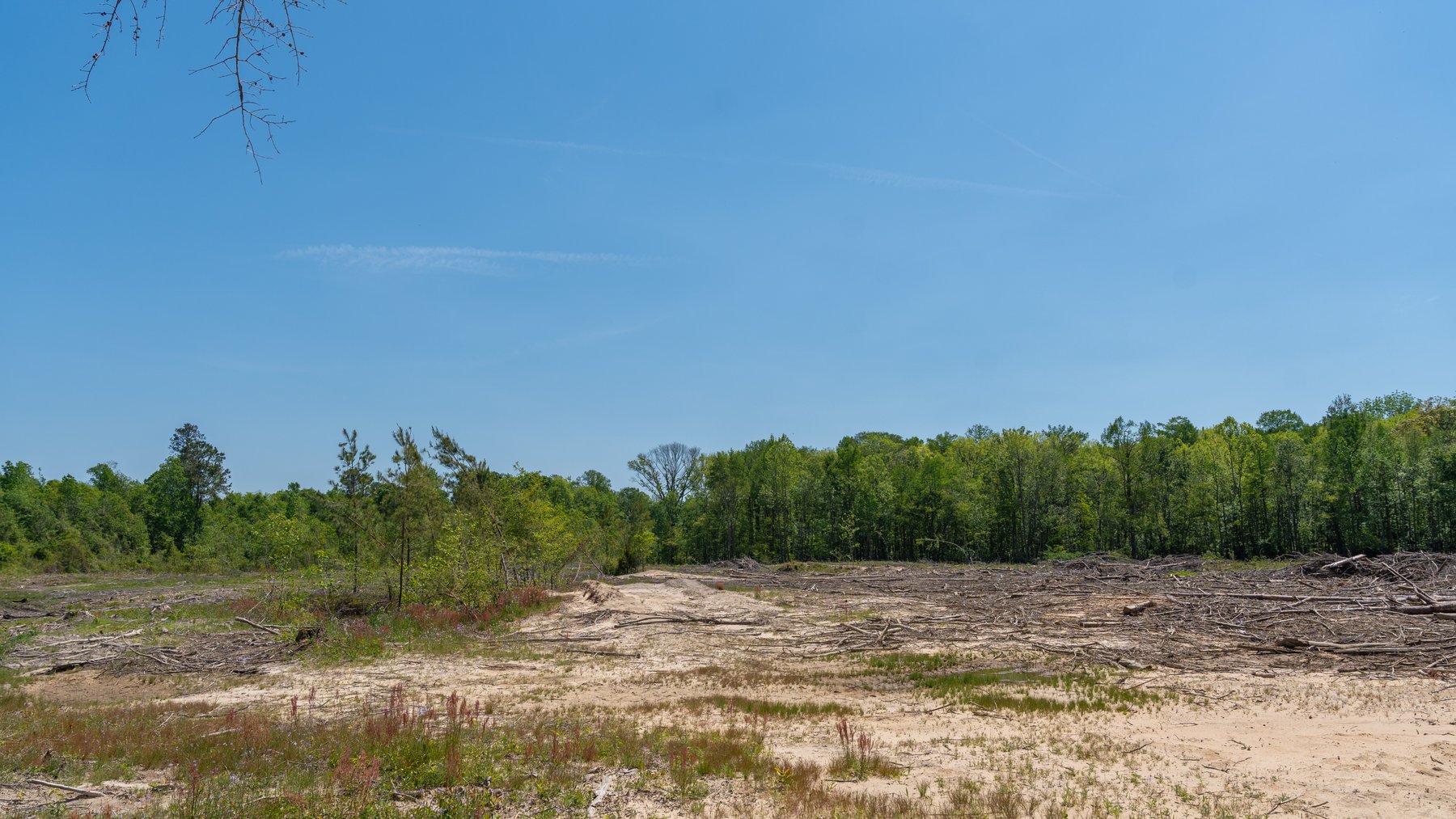 Image for 165+/- Acres - Exceptional Hunting Tract - Timber Investment Opportunity - Williamson Swamp Creek Frontage