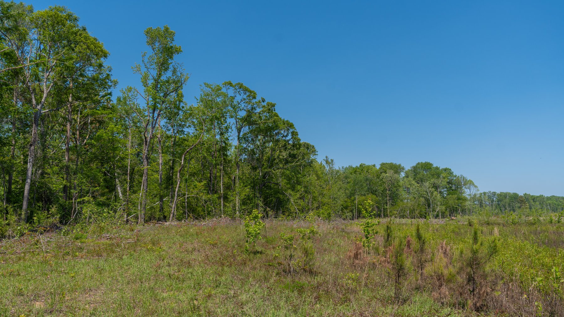 Image for 165+/- Acres - Exceptional Hunting Tract - Timber Investment Opportunity - Williamson Swamp Creek Frontage