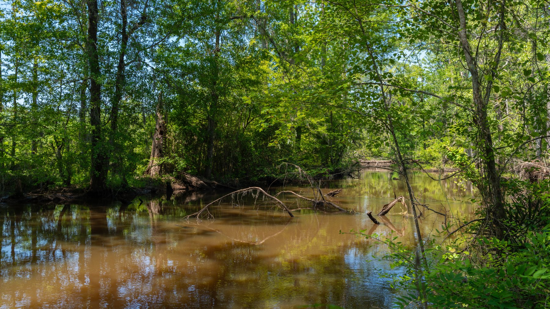 Image for 165+/- Acres - Exceptional Hunting Tract - Timber Investment Opportunity - Williamson Swamp Creek Frontage