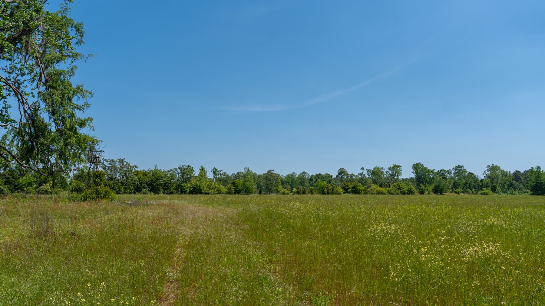 Image for 165+/- Acres - Exceptional Hunting Tract - Timber Investment Opportunity - Williamson Swamp Creek Frontage
