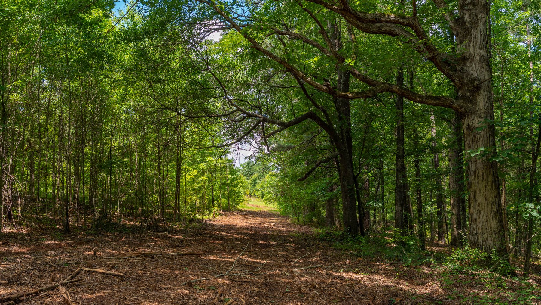 Image for 300.93+/- Acres - Rock Quarry Ridge - Sportsman’s Paradise w/ Beautiful Lakes & Homesite Potential - Offered Divided & As a Whole
