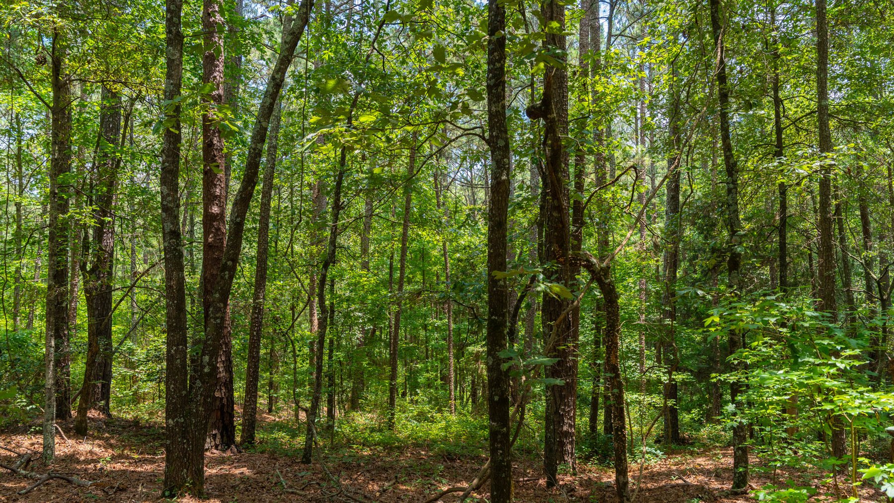 Image for 300.93+/- Acres - Rock Quarry Ridge - Sportsman’s Paradise w/ Beautiful Lakes & Homesite Potential - Offered Divided & As a Whole