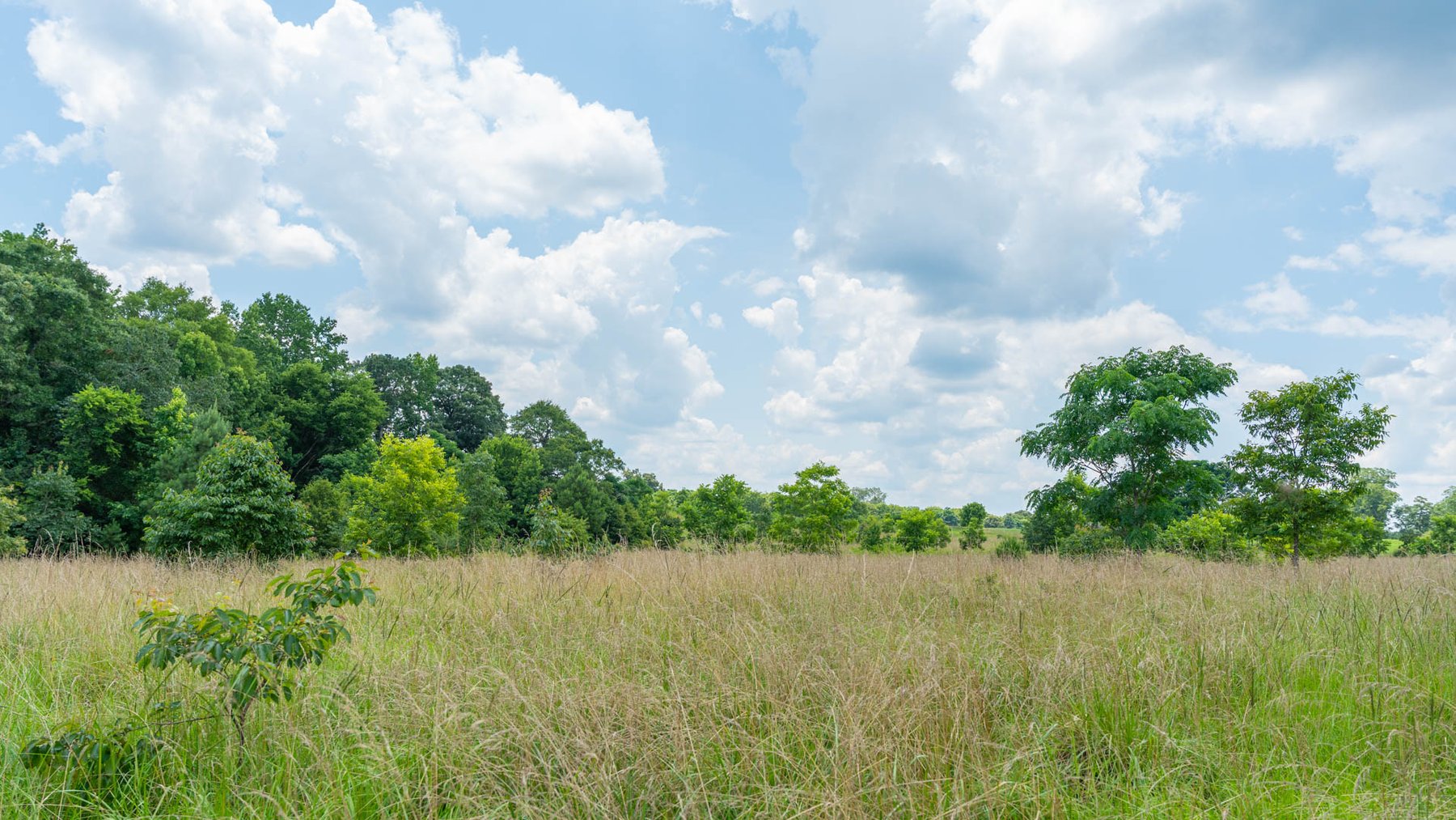 Image for 300.93+/- Acres - Rock Quarry Ridge - Sportsman’s Paradise w/ Beautiful Lakes & Homesite Potential - Offered Divided & As a Whole