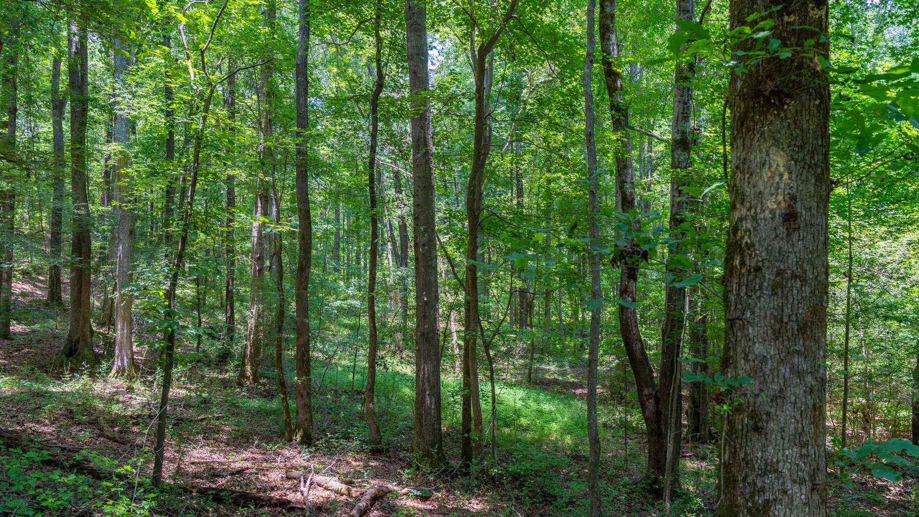 Image for 300.93+/- Acres - Rock Quarry Ridge - Sportsman’s Paradise w/ Beautiful Lakes & Homesite Potential - Offered Divided & As a Whole