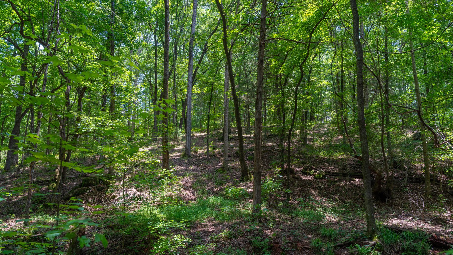 Image for 300.93+/- Acres - Rock Quarry Ridge - Sportsman’s Paradise w/ Beautiful Lakes & Homesite Potential - Offered Divided & As a Whole