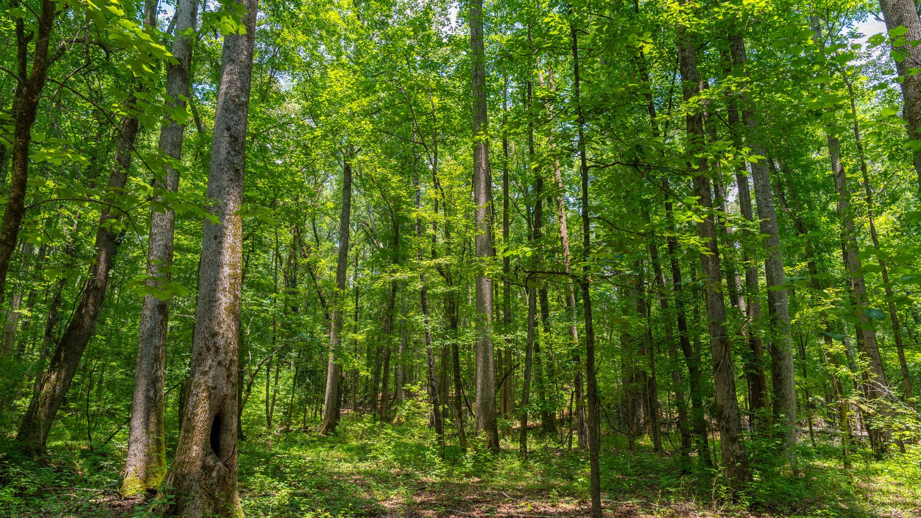 Image for 300.93+/- Acres - Rock Quarry Ridge - Sportsman’s Paradise w/ Beautiful Lakes & Homesite Potential - Offered Divided & As a Whole