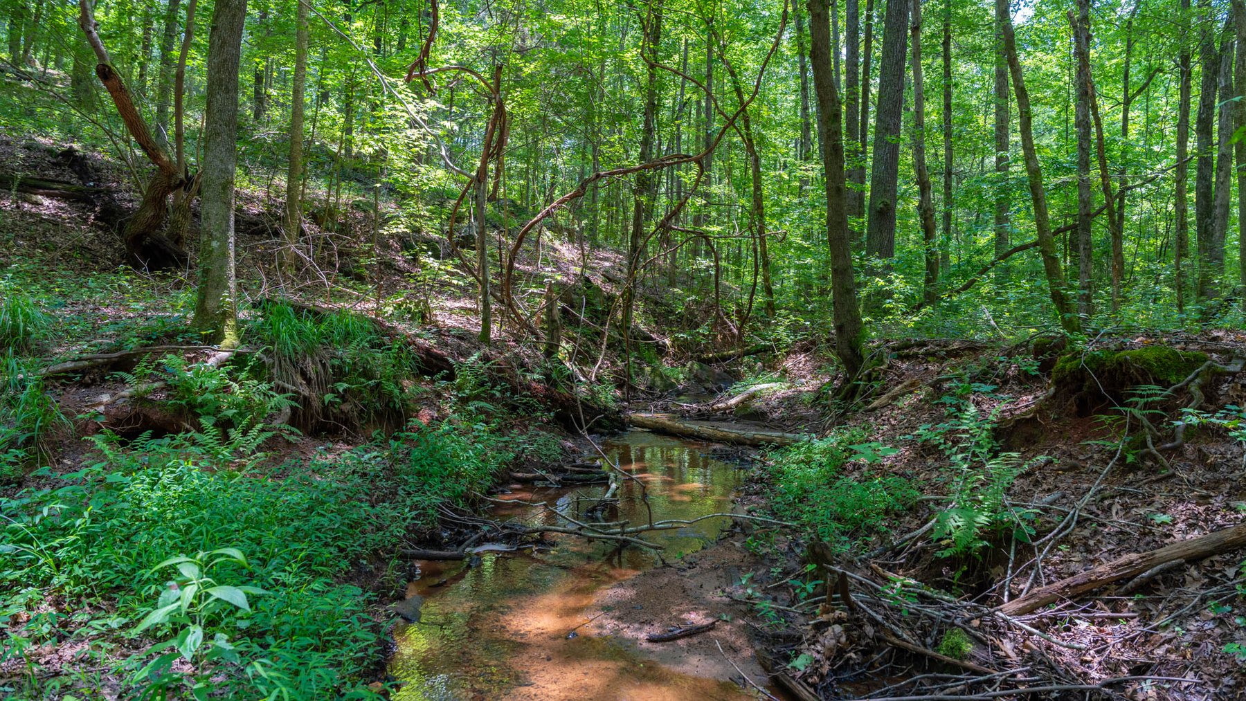 Image for 300.93+/- Acres - Rock Quarry Ridge - Sportsman’s Paradise w/ Beautiful Lakes & Homesite Potential - Offered Divided & As a Whole