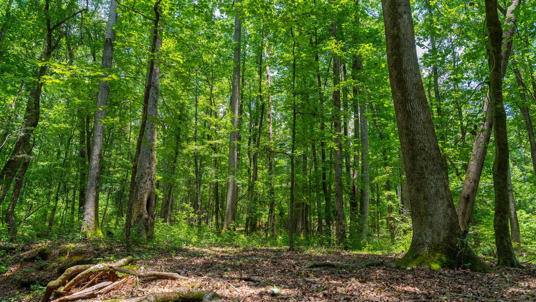 Image for 300.93+/- Acres - Rock Quarry Ridge - Sportsman’s Paradise w/ Beautiful Lakes & Homesite Potential - Offered Divided & As a Whole