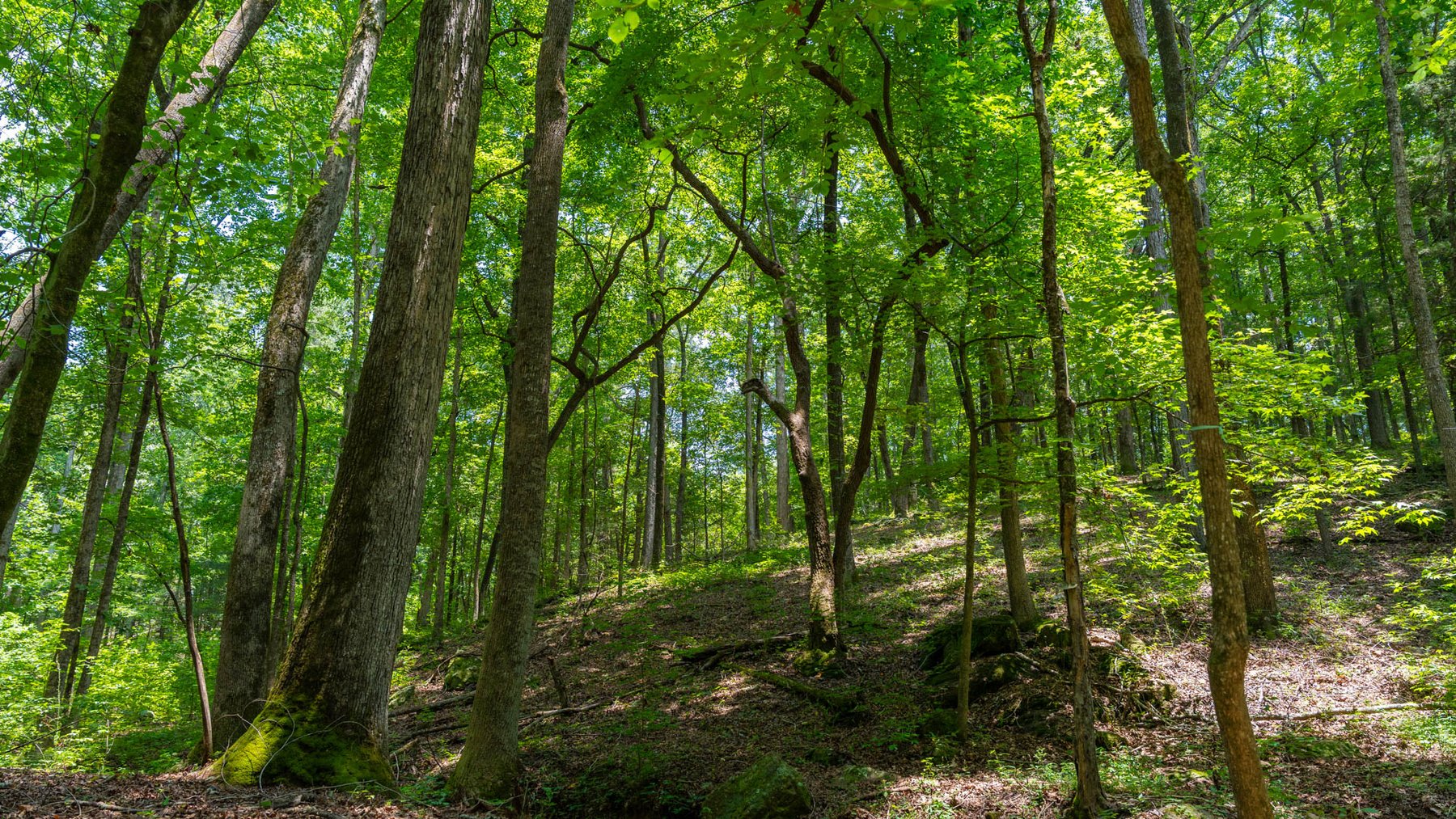 Image for 300.93+/- Acres - Rock Quarry Ridge - Sportsman’s Paradise w/ Beautiful Lakes & Homesite Potential - Offered Divided & As a Whole