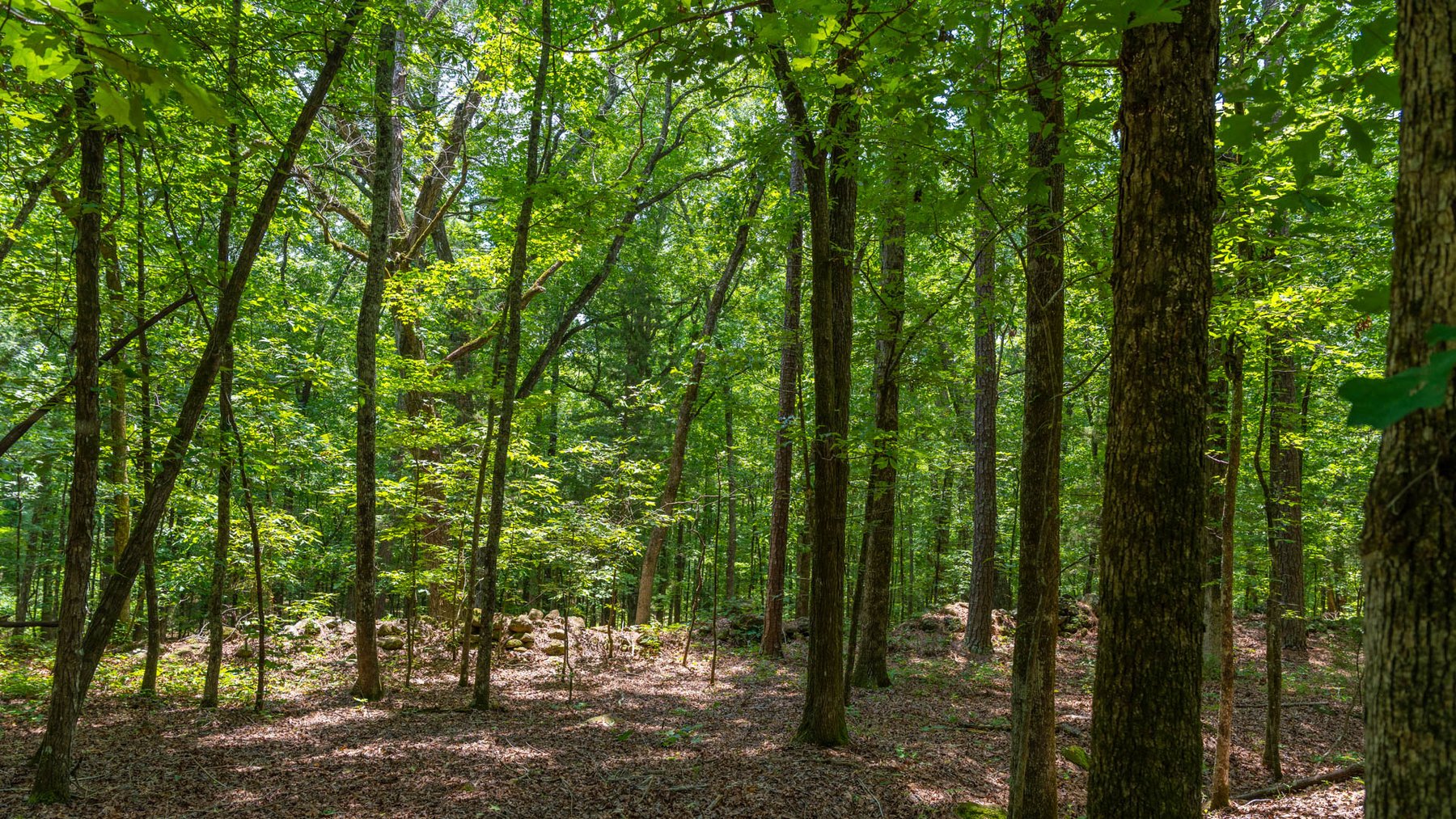 Image for 300.93+/- Acres - Rock Quarry Ridge - Sportsman’s Paradise w/ Beautiful Lakes & Homesite Potential - Offered Divided & As a Whole