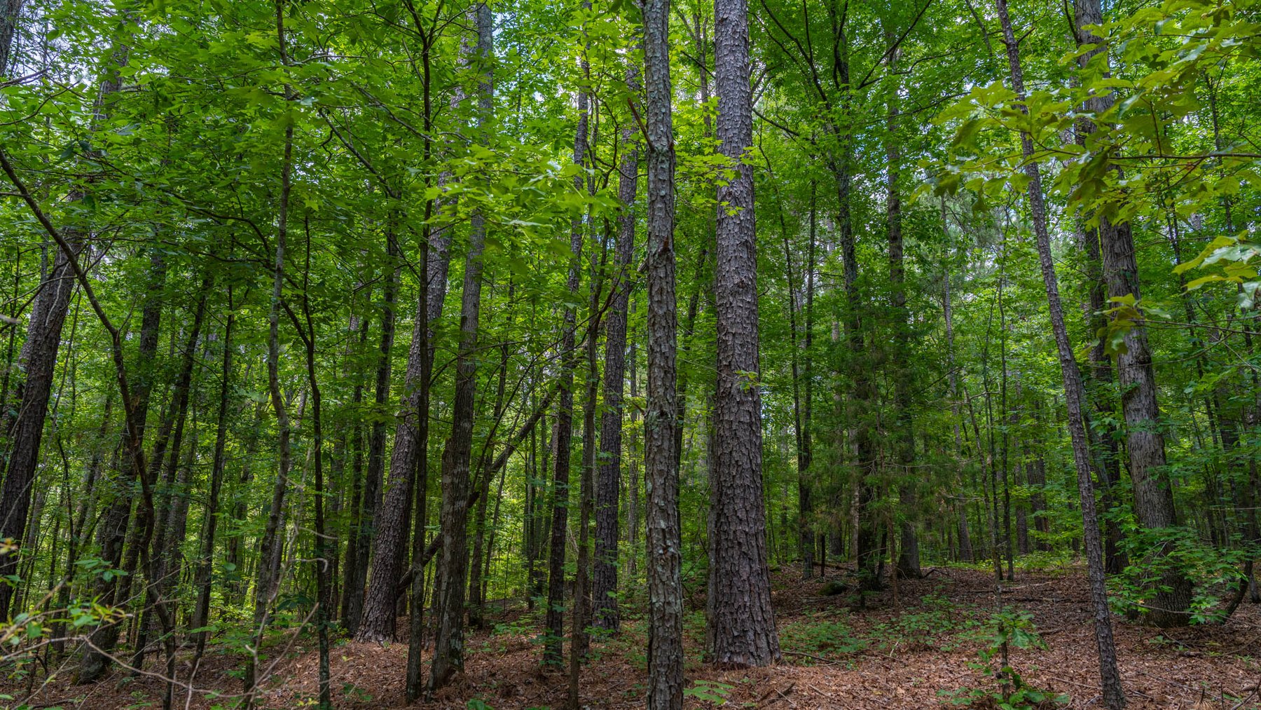 Image for 300.93+/- Acres - Rock Quarry Ridge - Sportsman’s Paradise w/ Beautiful Lakes & Homesite Potential - Offered Divided & As a Whole
