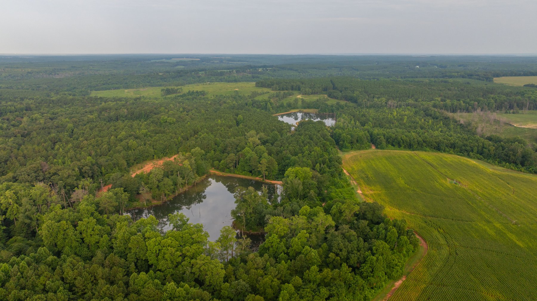 Image for The Wright Place - 190+/- Total Acres - Row Crop & Timber Farm W/ (2) Scenic Ponds