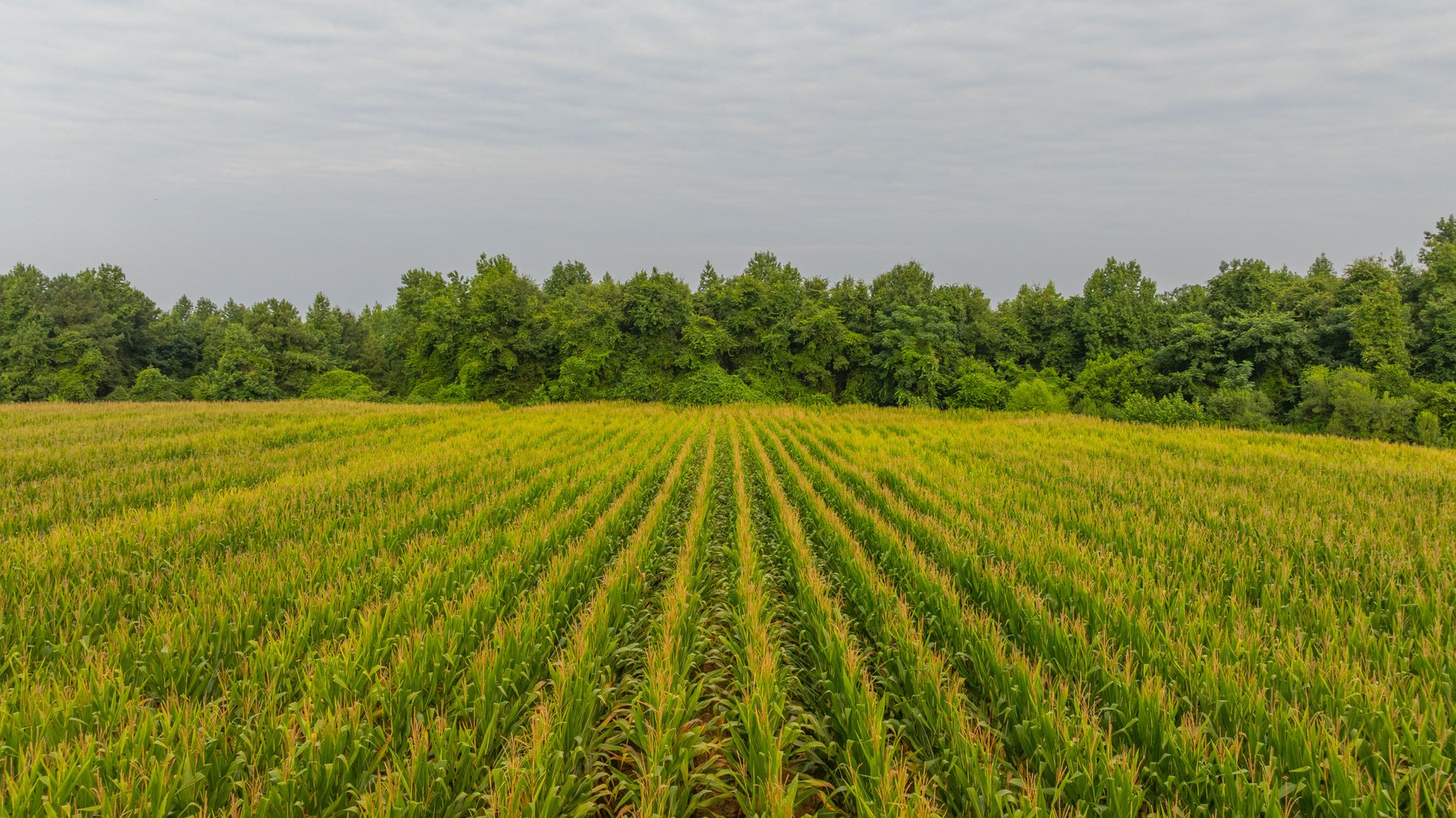 Image for The Wright Place - 190+/- Total Acres - Row Crop & Timber Farm W/ (2) Scenic Ponds