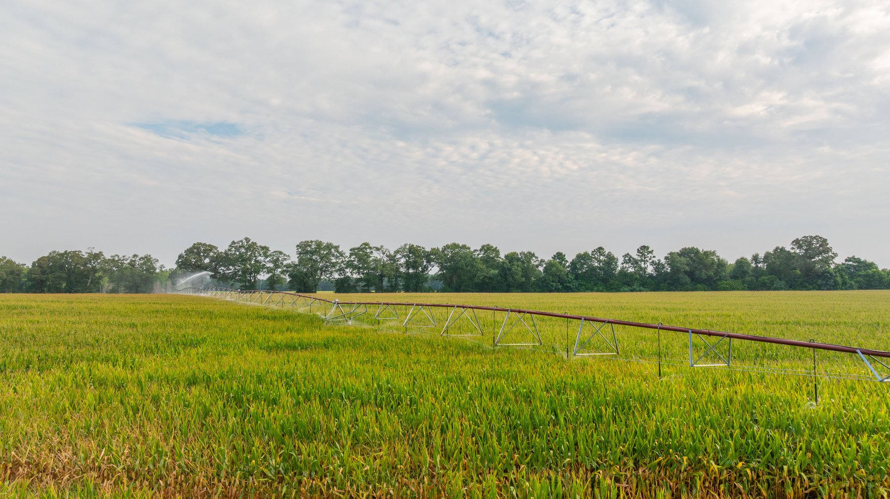 Image for The Wright Place - 190+/- Total Acres - Row Crop & Timber Farm W/ (2) Scenic Ponds