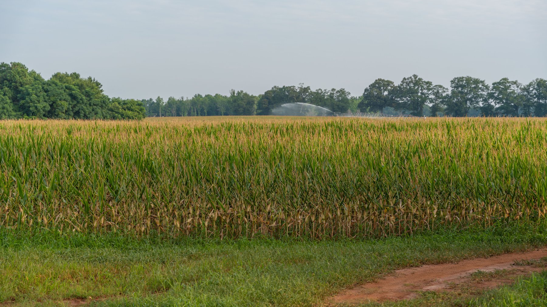 Image for The Wright Place - 190+/- Total Acres - Row Crop & Timber Farm W/ (2) Scenic Ponds