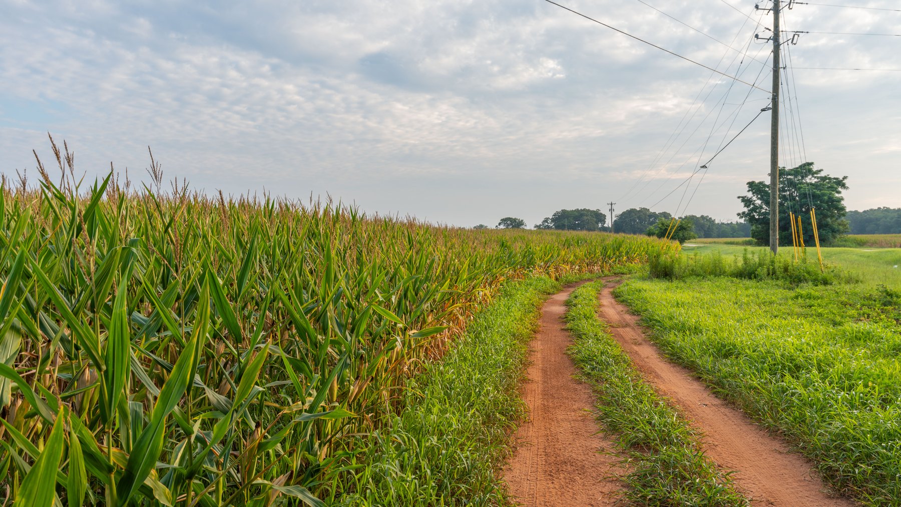 Image for The Wright Place - 190+/- Total Acres - Row Crop & Timber Farm W/ (2) Scenic Ponds