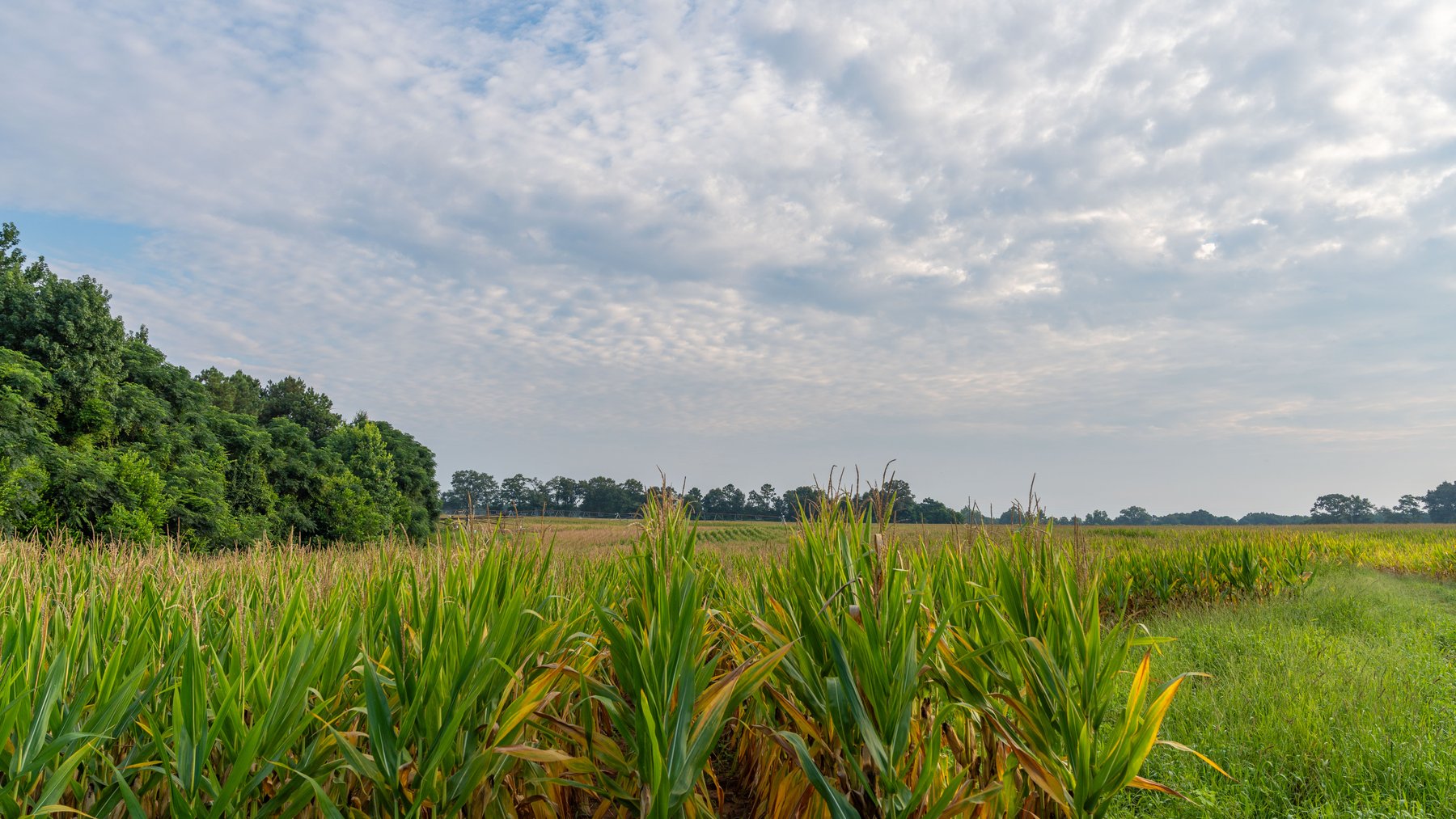 Image for The Wright Place - 190+/- Total Acres - Row Crop & Timber Farm W/ (2) Scenic Ponds