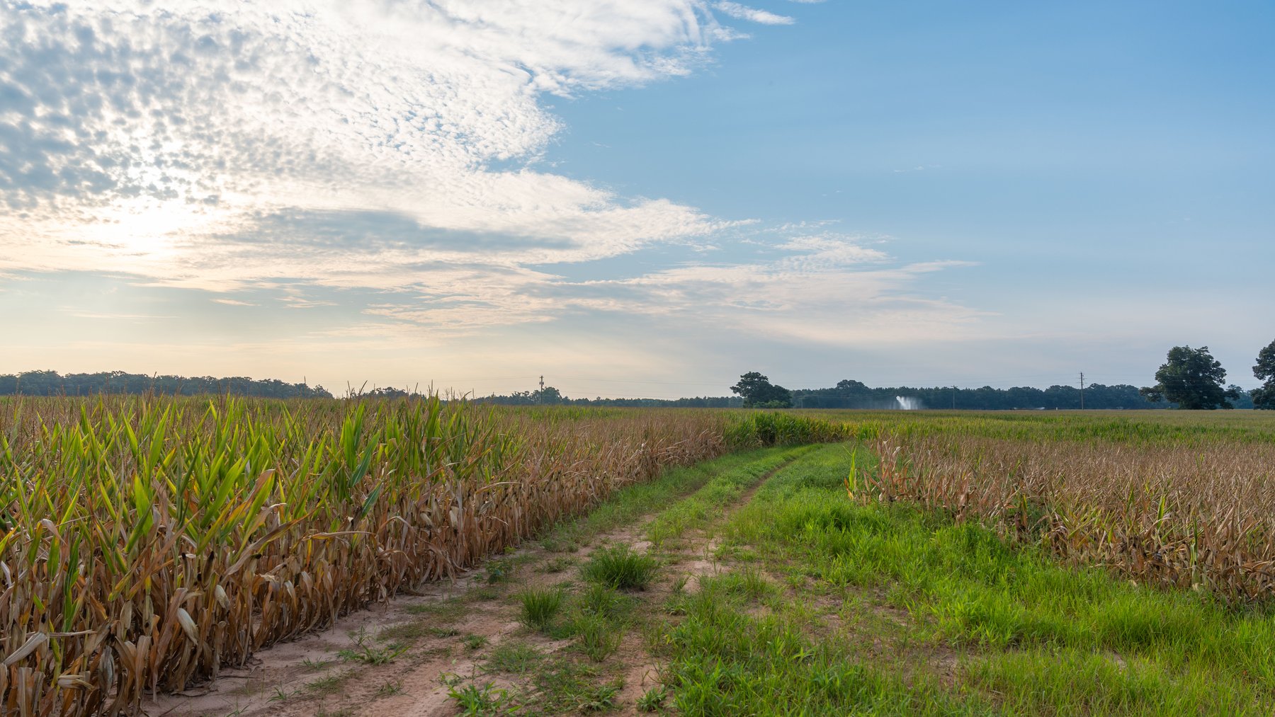 Image for The Wright Place - 190+/- Total Acres - Row Crop & Timber Farm W/ (2) Scenic Ponds