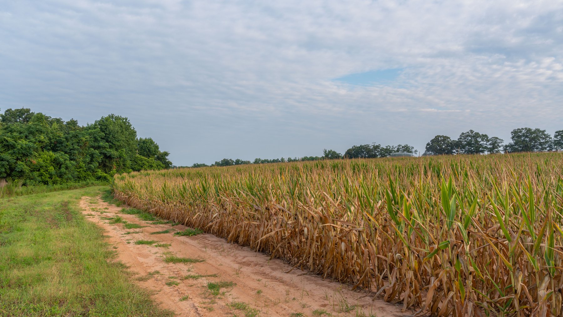 Image for The Wright Place - 190+/- Total Acres - Row Crop & Timber Farm W/ (2) Scenic Ponds