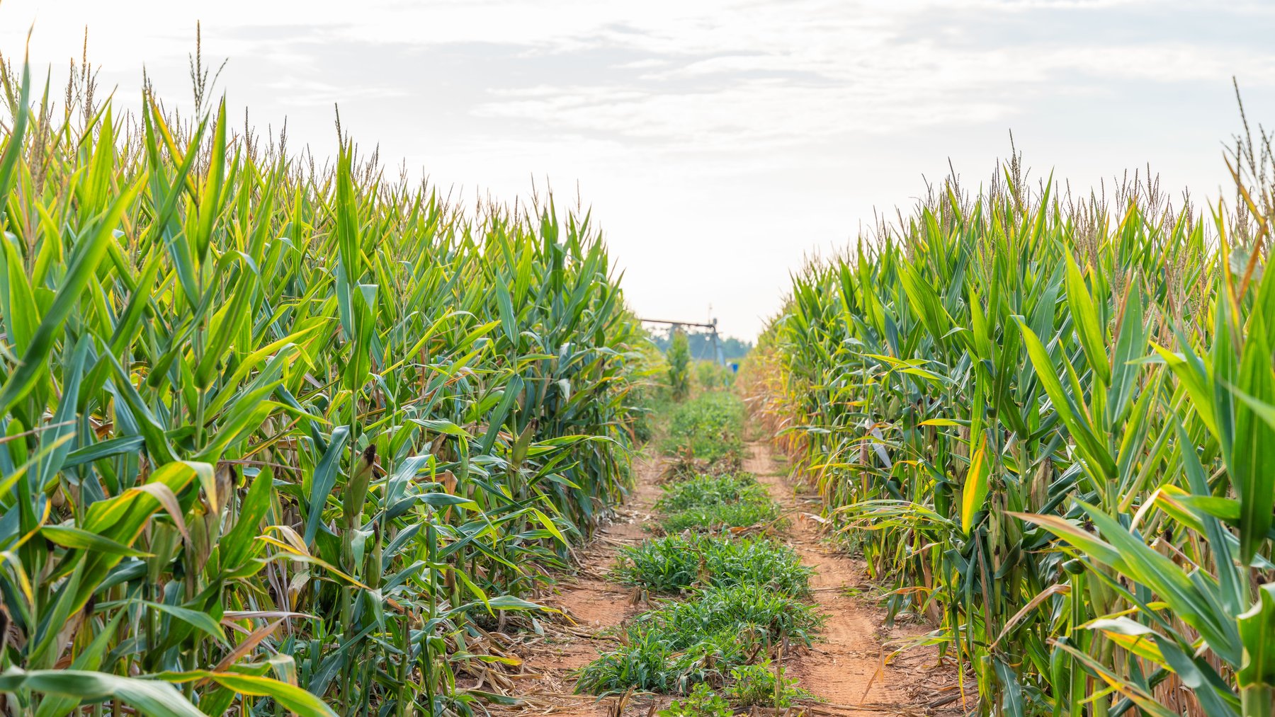 Image for The Wright Place - 190+/- Total Acres - Row Crop & Timber Farm W/ (2) Scenic Ponds