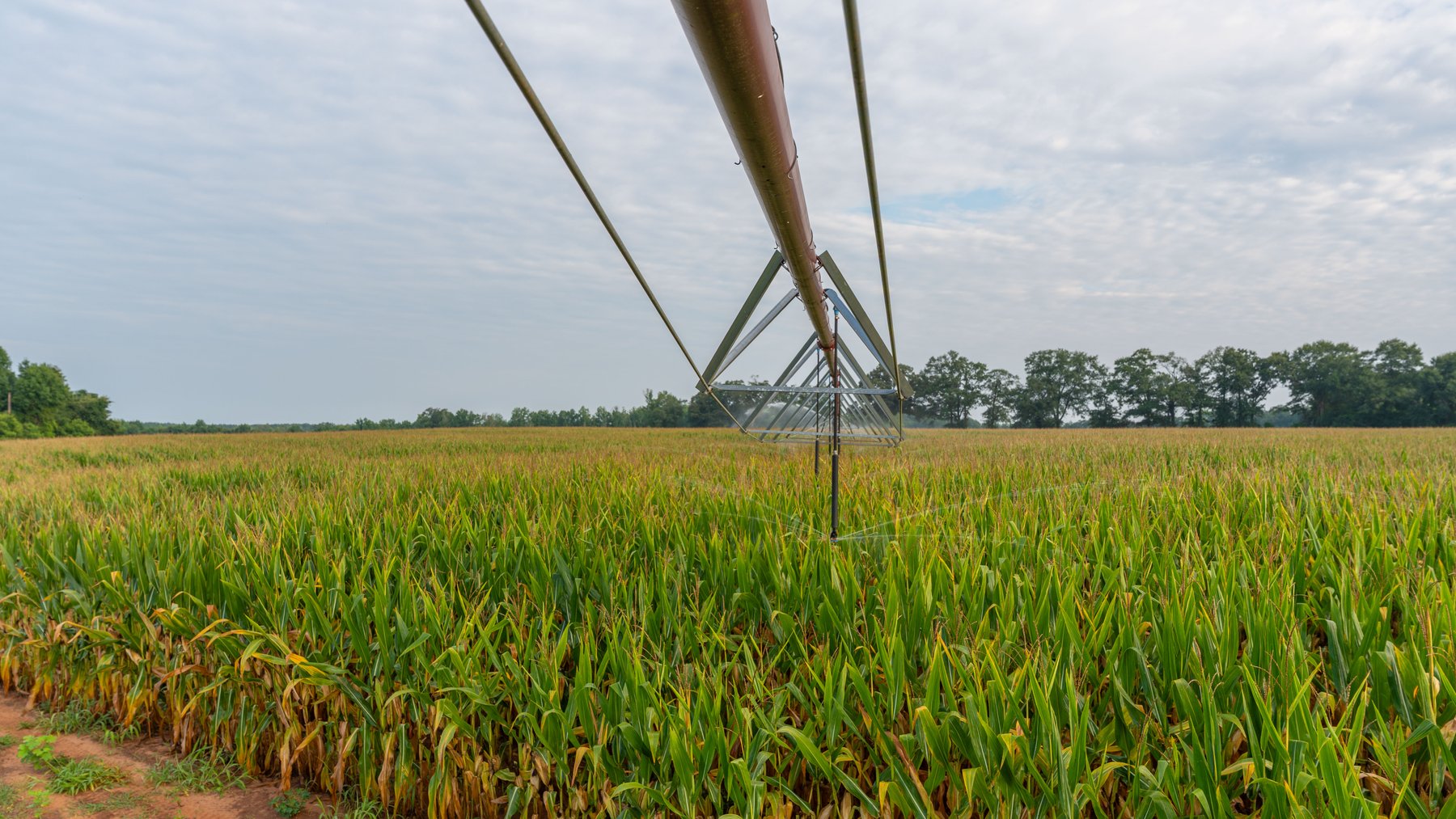 Image for The Wright Place - 190+/- Total Acres - Row Crop & Timber Farm W/ (2) Scenic Ponds