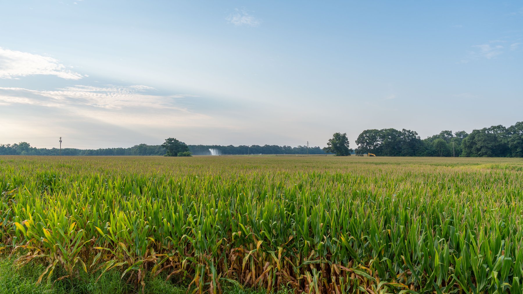 Image for The Wright Place - 190+/- Total Acres - Row Crop & Timber Farm W/ (2) Scenic Ponds