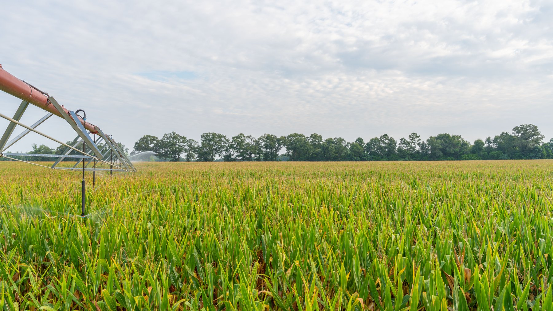 Image for The Wright Place - 190+/- Total Acres - Row Crop & Timber Farm W/ (2) Scenic Ponds