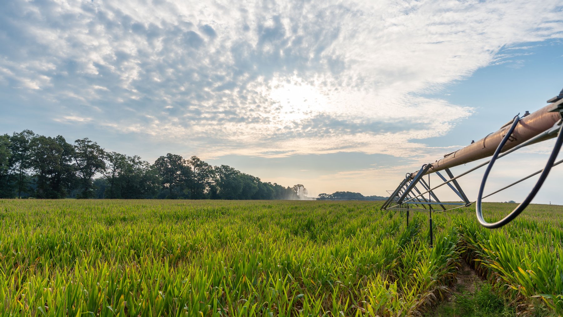Image for The Wright Place - 190+/- Total Acres - Row Crop & Timber Farm W/ (2) Scenic Ponds