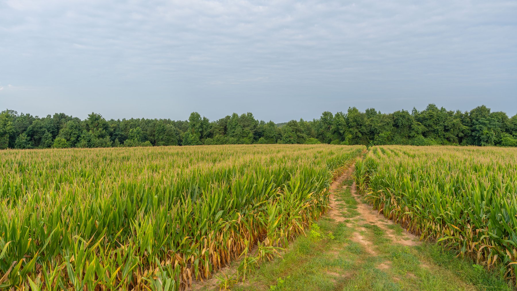 Image for The Wright Place - 190+/- Total Acres - Row Crop & Timber Farm W/ (2) Scenic Ponds