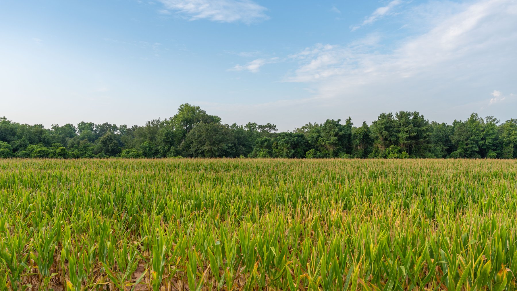 Image for The Wright Place - 190+/- Total Acres - Row Crop & Timber Farm W/ (2) Scenic Ponds