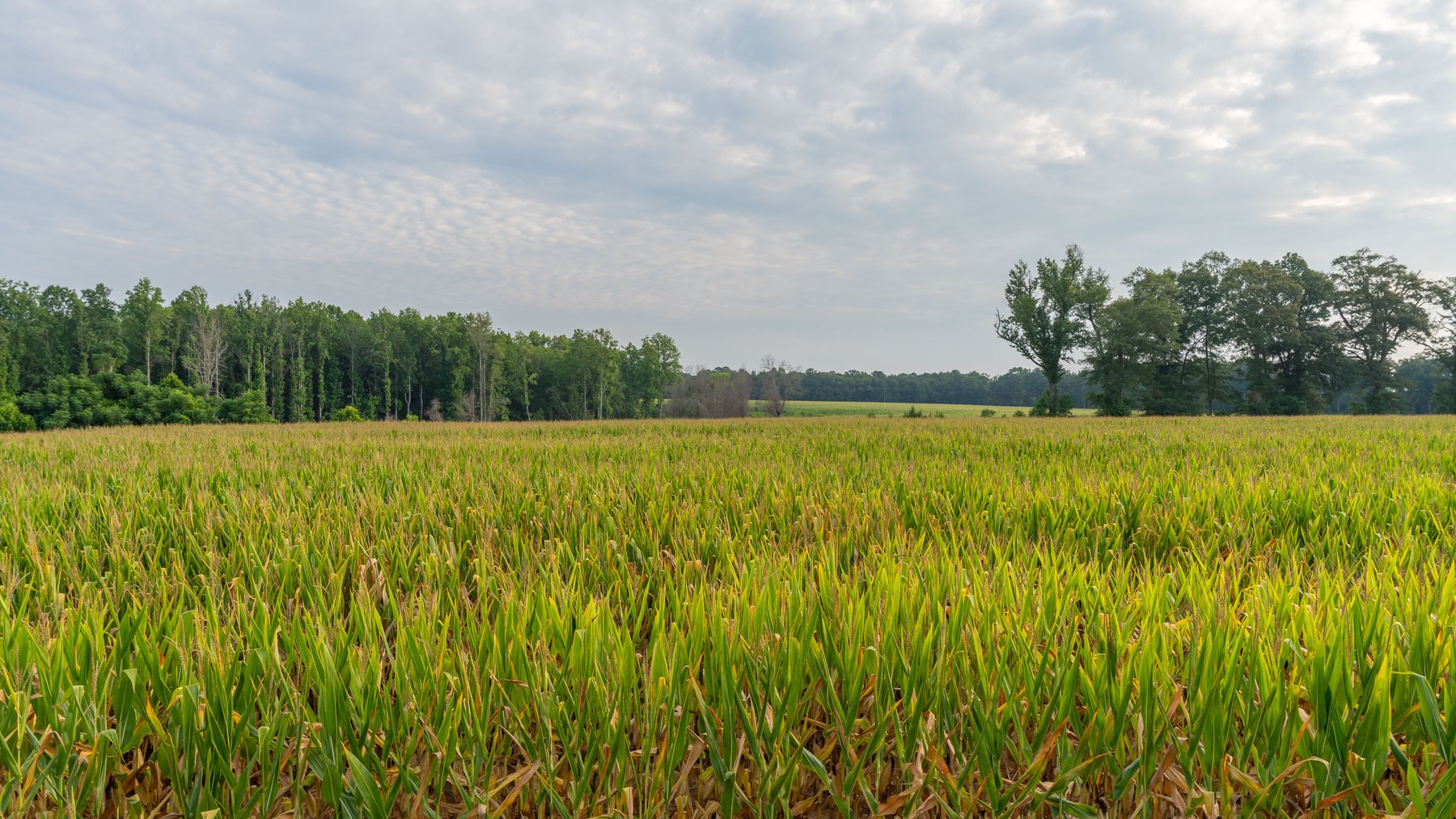 Image for The Wright Place - 190+/- Total Acres - Row Crop & Timber Farm W/ (2) Scenic Ponds