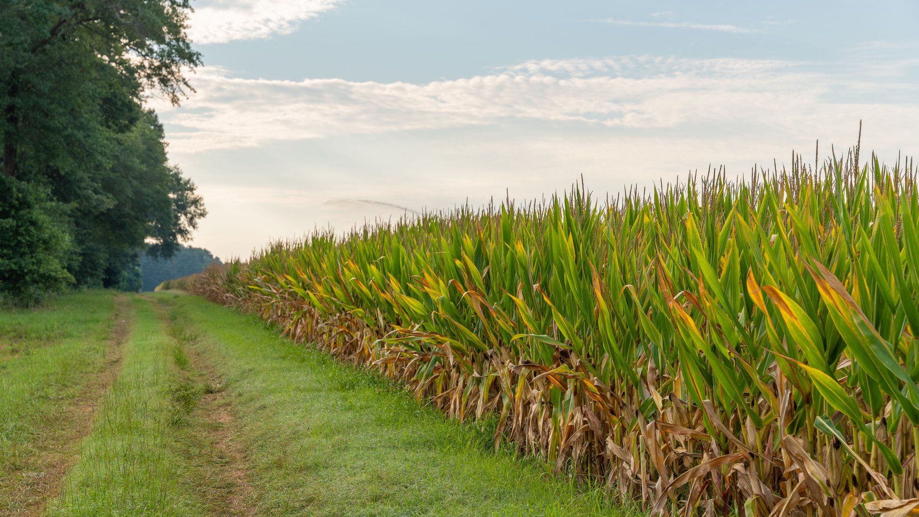 Image for The Wright Place - 190+/- Total Acres - Row Crop & Timber Farm W/ (2) Scenic Ponds