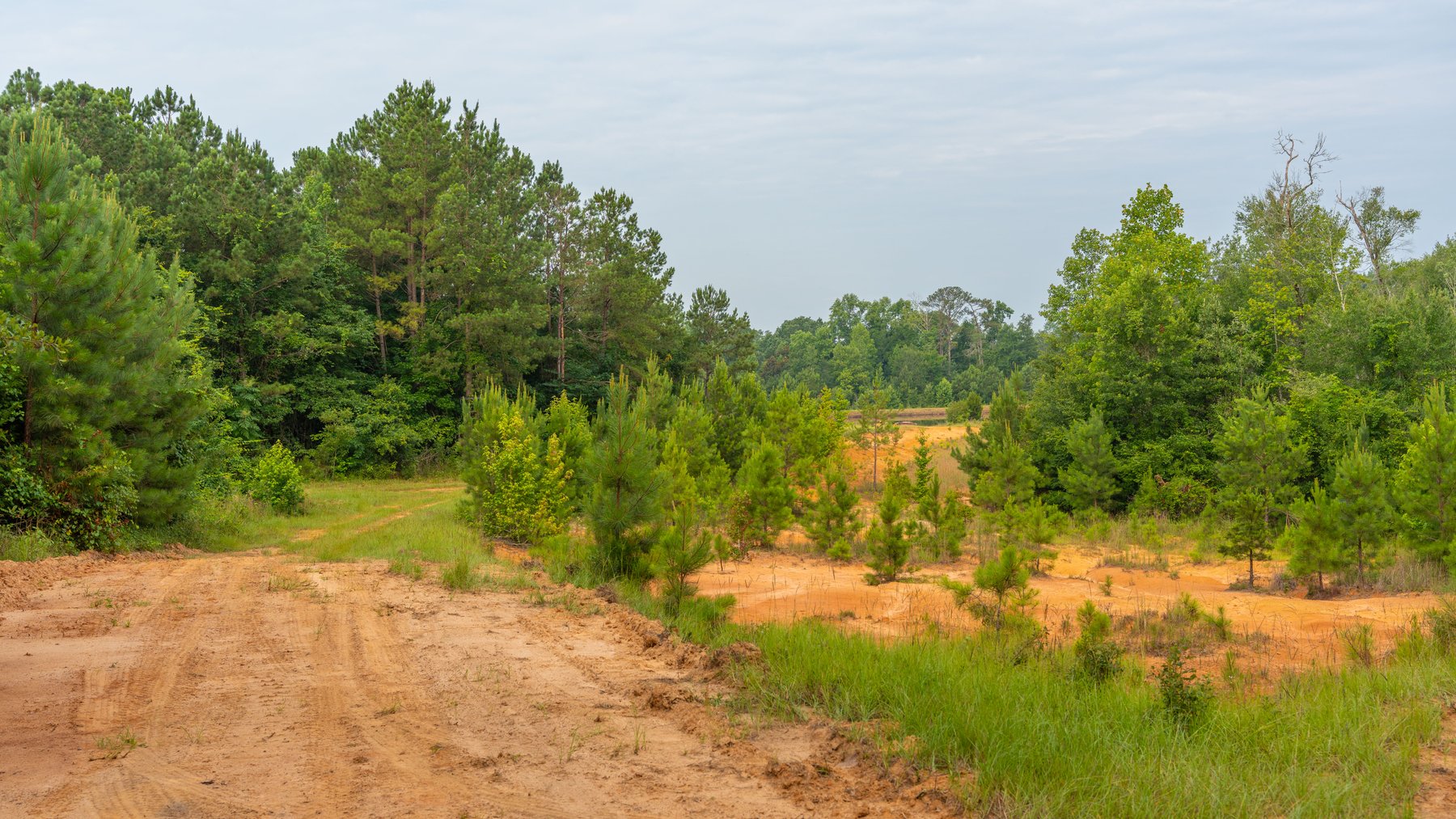 Image for The Wright Place - 190+/- Total Acres - Row Crop & Timber Farm W/ (2) Scenic Ponds